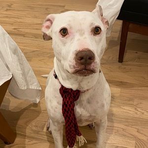 Meet your Posher, Ernesto